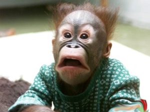 Monkey-With-Shocking-Face-Funny-Image